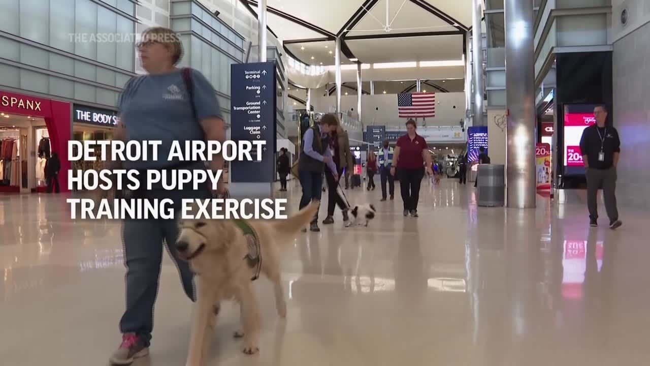 Assistance dogs earn wings at Detroit Metropolitan Airport picture