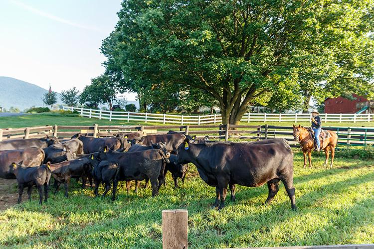Farm at South River