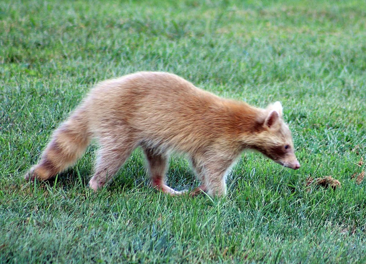 Super Scarce Albino Raccoon In Augusta Backyard State