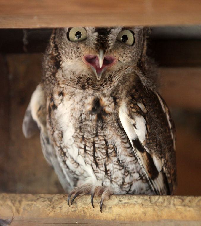 Rockfish Wildlife Sanctuary