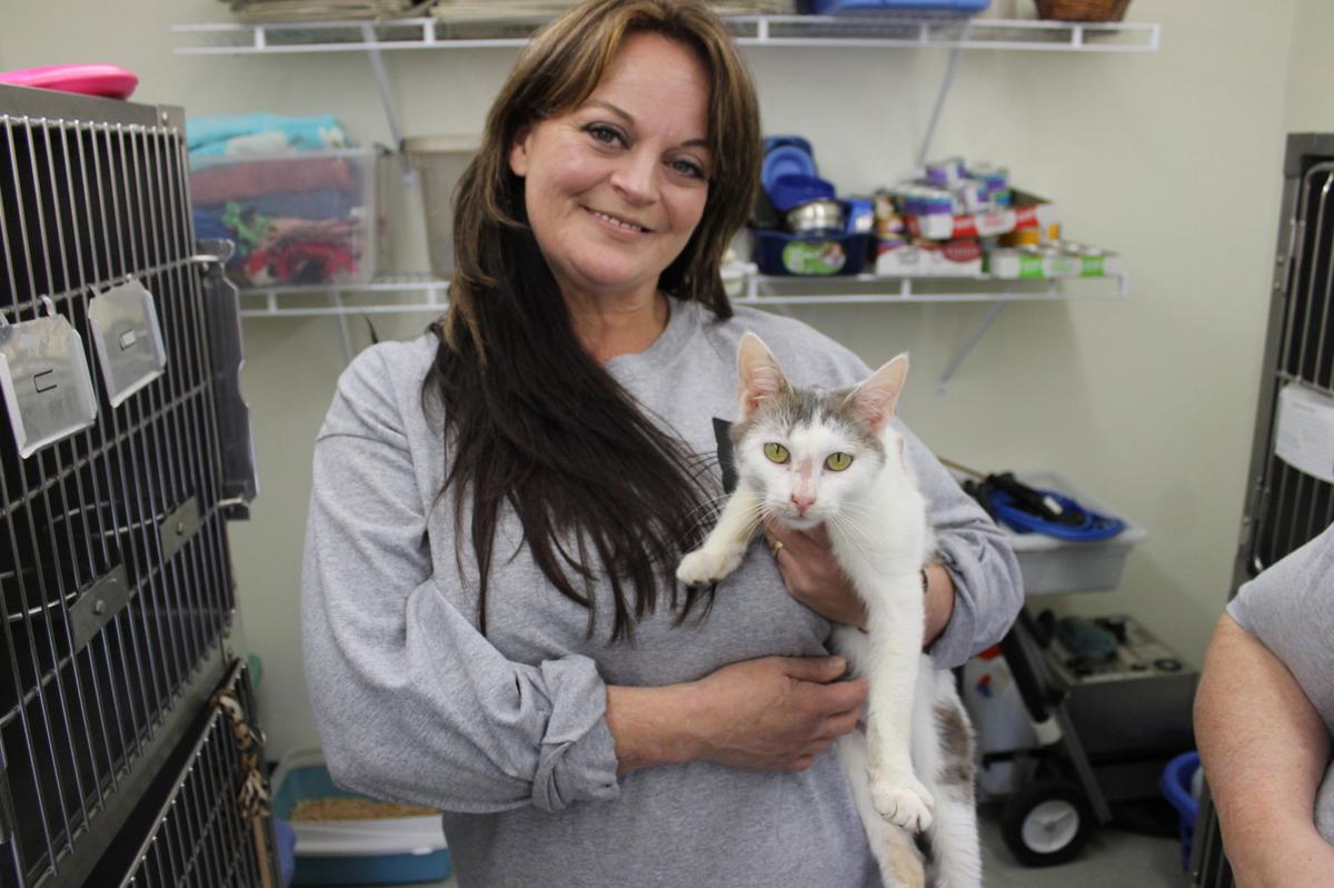 Humane Society Opens Space To House Sick Cats News