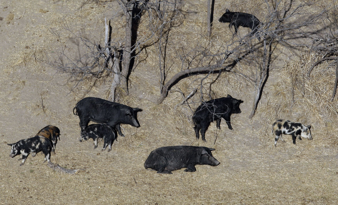 Outdoors We must net let feral hogs into Virginia