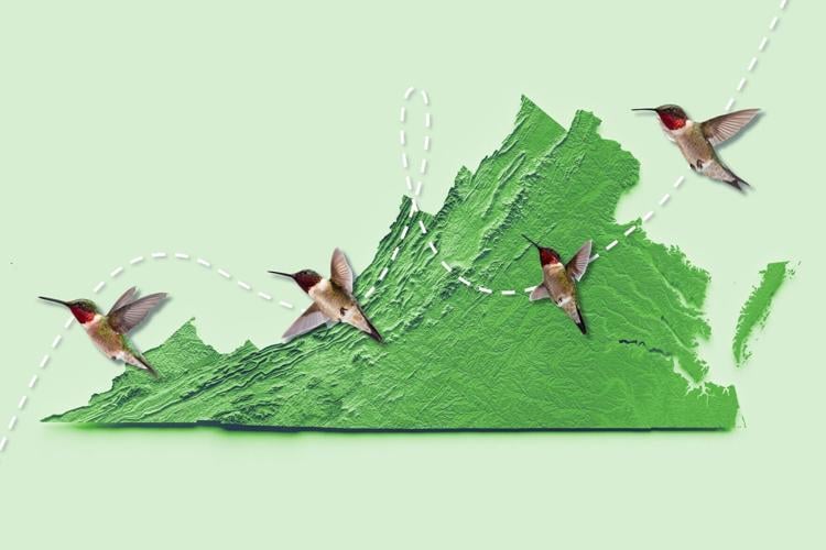 QandA: How do tiny hummingbirds make it all the way from Canada to Central America?