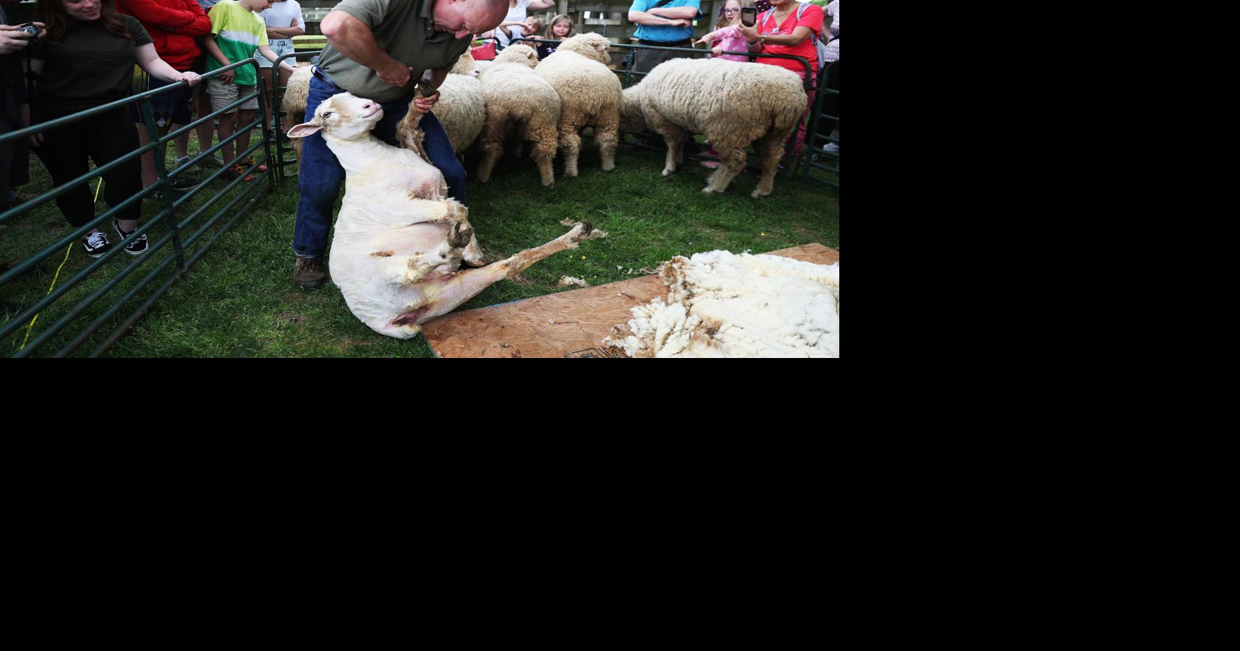 Electric Shearing Sheep Clipper Review Demo of the Sheep Shears