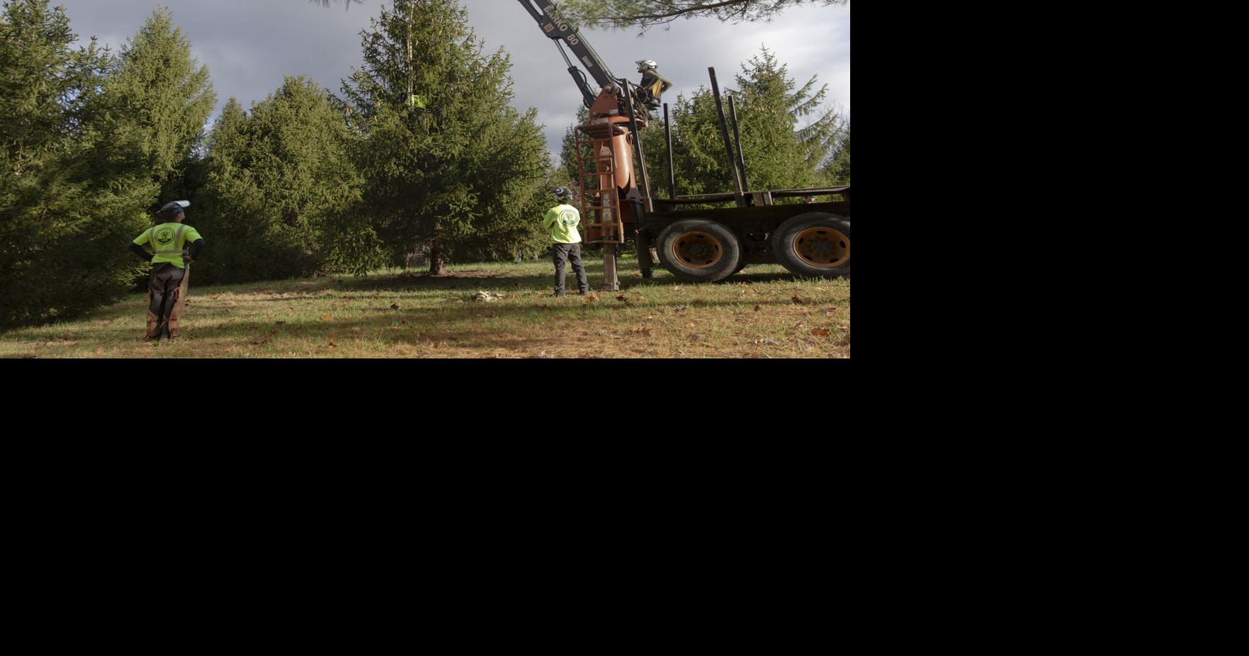 Charlottesville cuts tree for Grand Illumination 2021