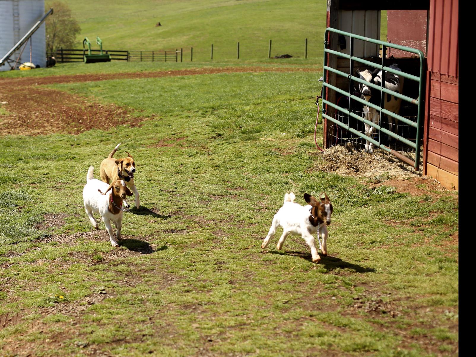Special Day On The Farm Greene County Record Dailyprogress Com