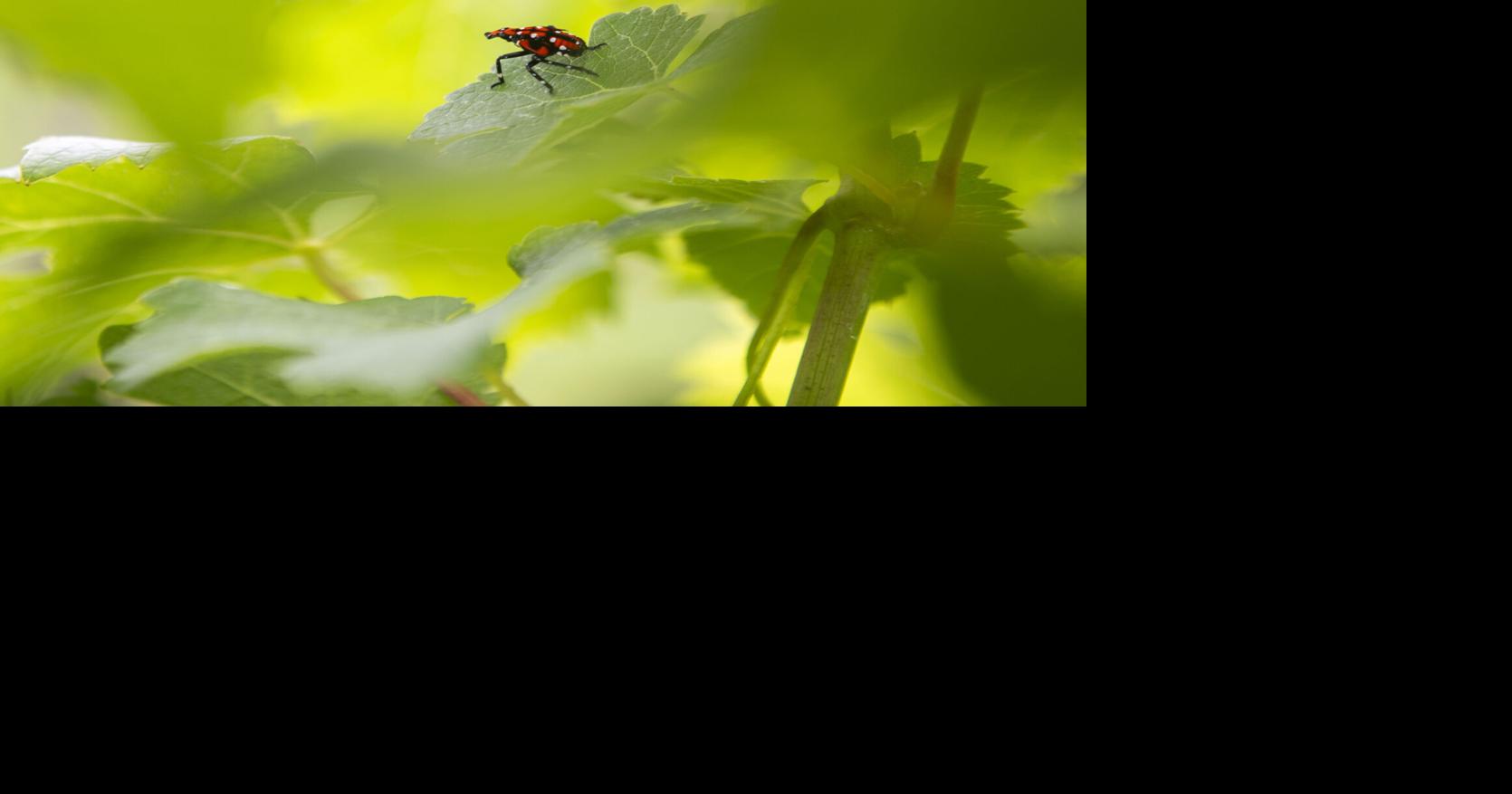 Virginia winemakers, researchers scrambling to defend vineyards from lanternflies