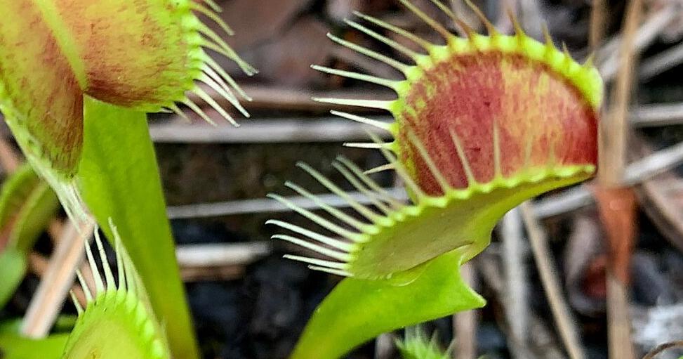 Scientists unlock the secret behind the Venus flytrap's snap