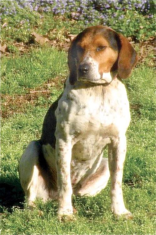 Bearhound