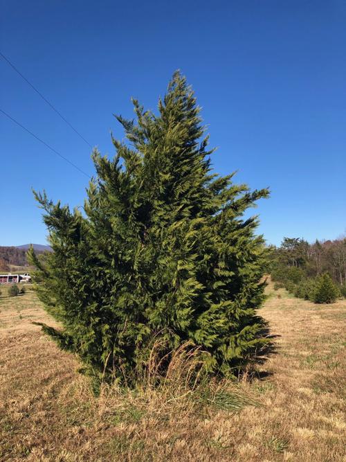 Local Tree Farms Have Just What You Need This Season Dailyprogress Com