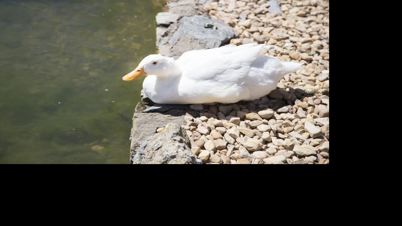 The problem with crackers Ducks struggle due to human charity News