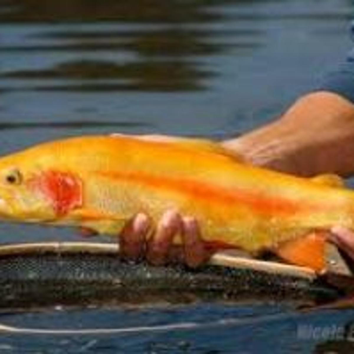 West Virginia Fishing Calendar