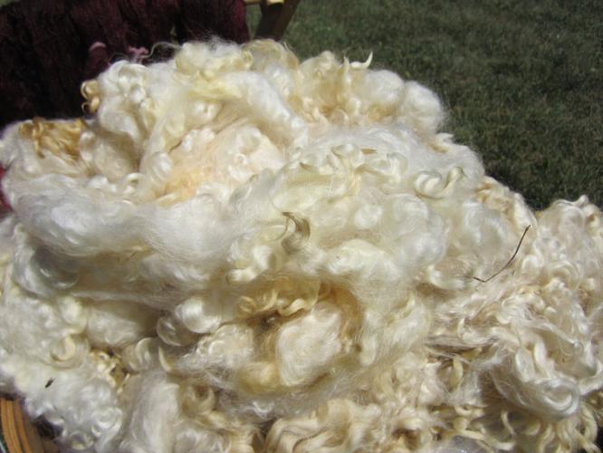 Sheep's wool
