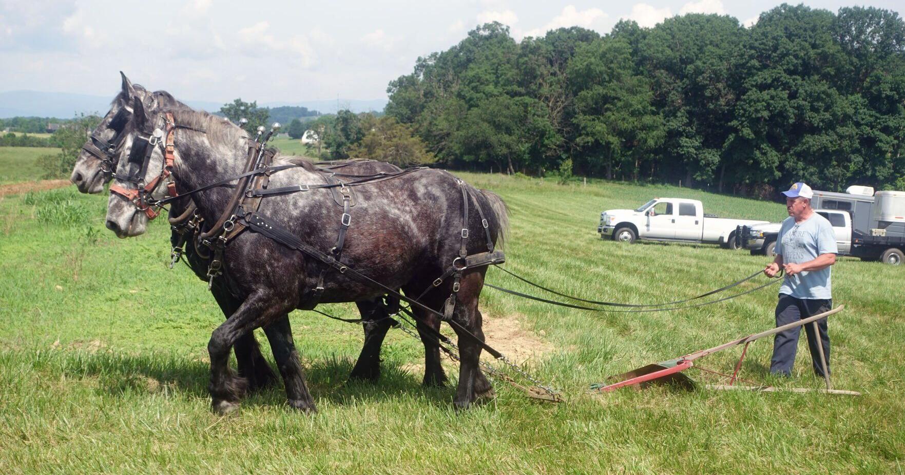 Percheron horses in Weyers Cave harken back to bygone era of farming - Vimarsana News