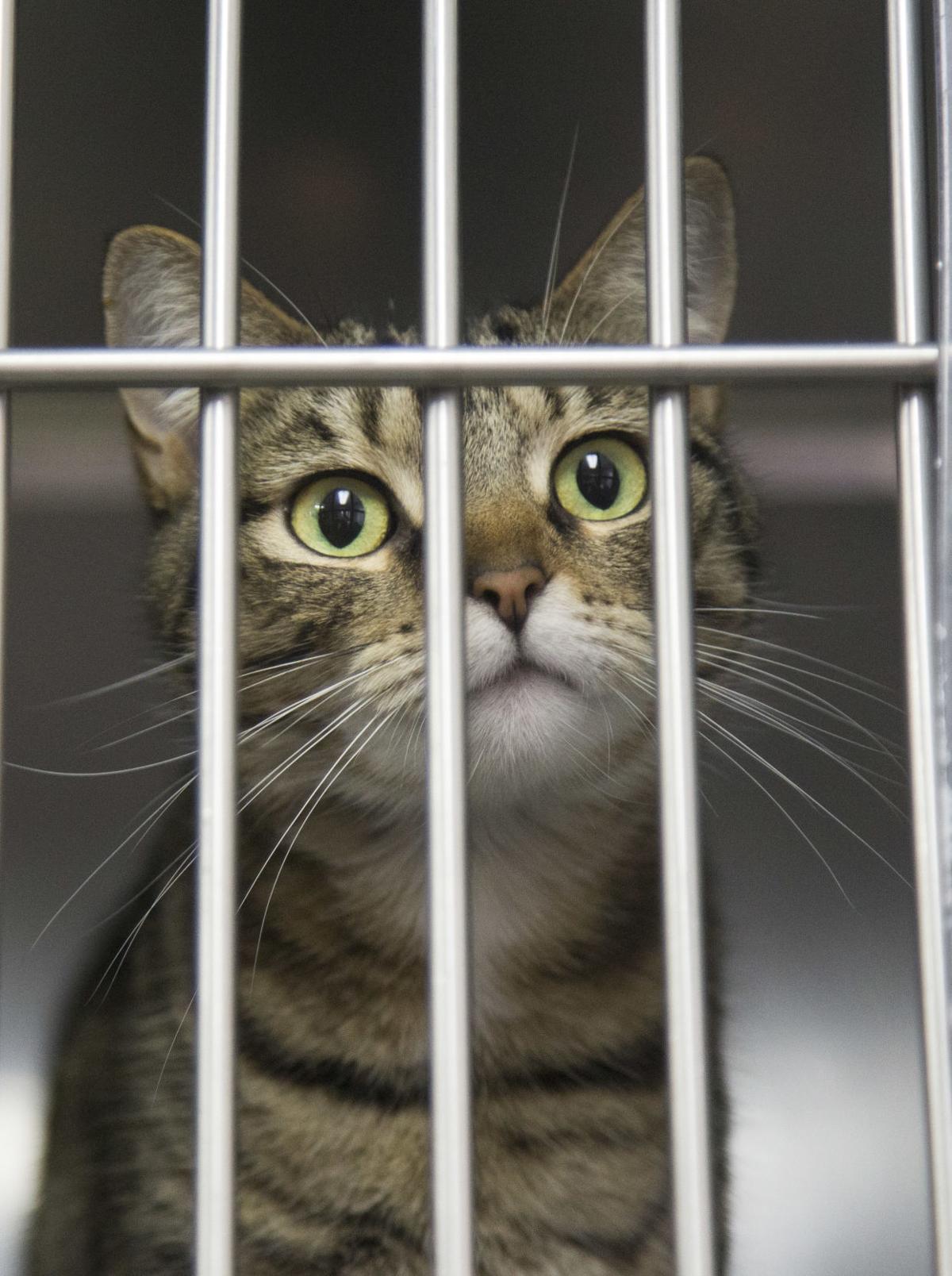 Shelter in crisis mode The News Virginian