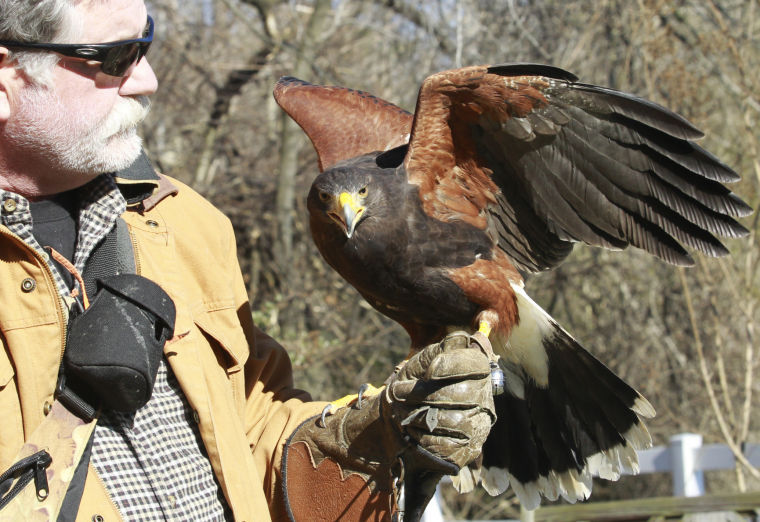 Local falconers train with hawkish devotion News
