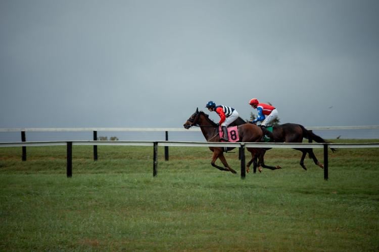 Foxfield Races