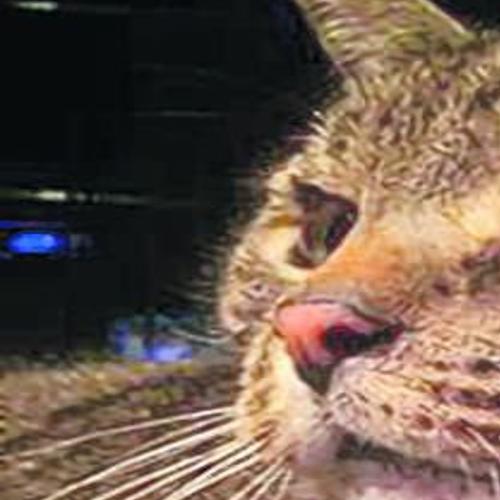 Paying Attention To A Cat S Actions Can Indicate Mood Opinion Dailyprogress Com