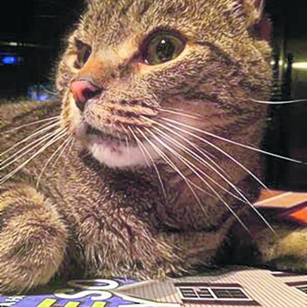 Paying Attention To A Cat S Actions Can Indicate Mood Opinion Dailyprogress Com