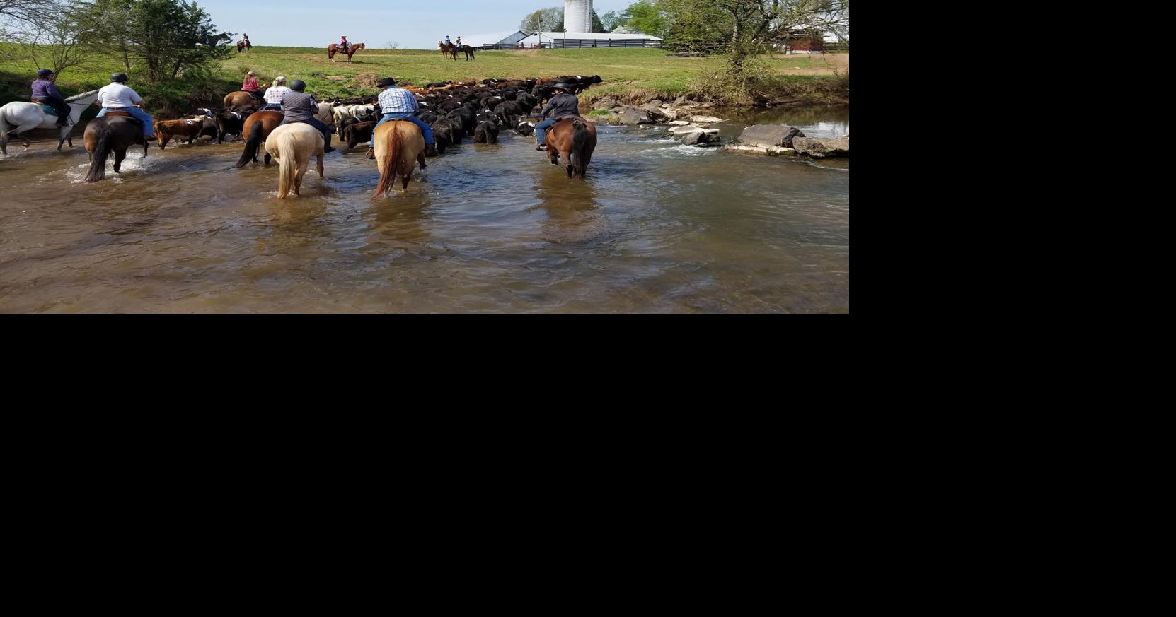 The practice of penning: a cattle drive at Andora Farm