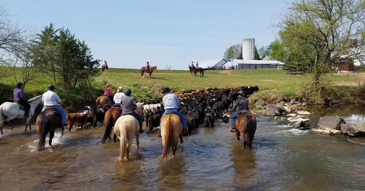 The practice of penning: a cattle drive at Andora Farm