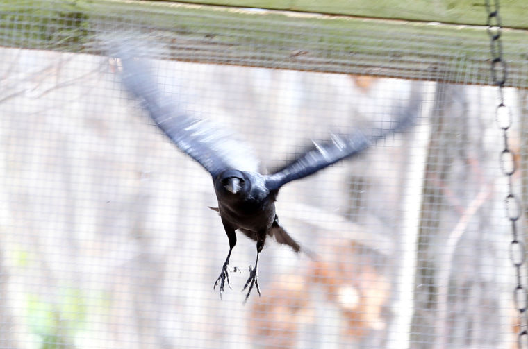 Rockfish Wildlife Sanctuary