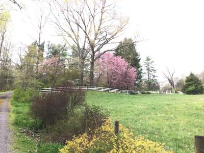 Tell Me Something Good: Blooms abound