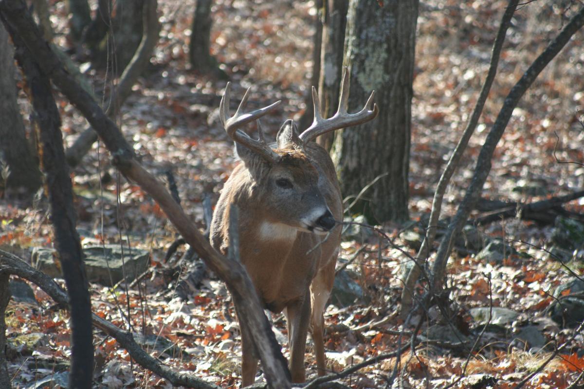 Deer population