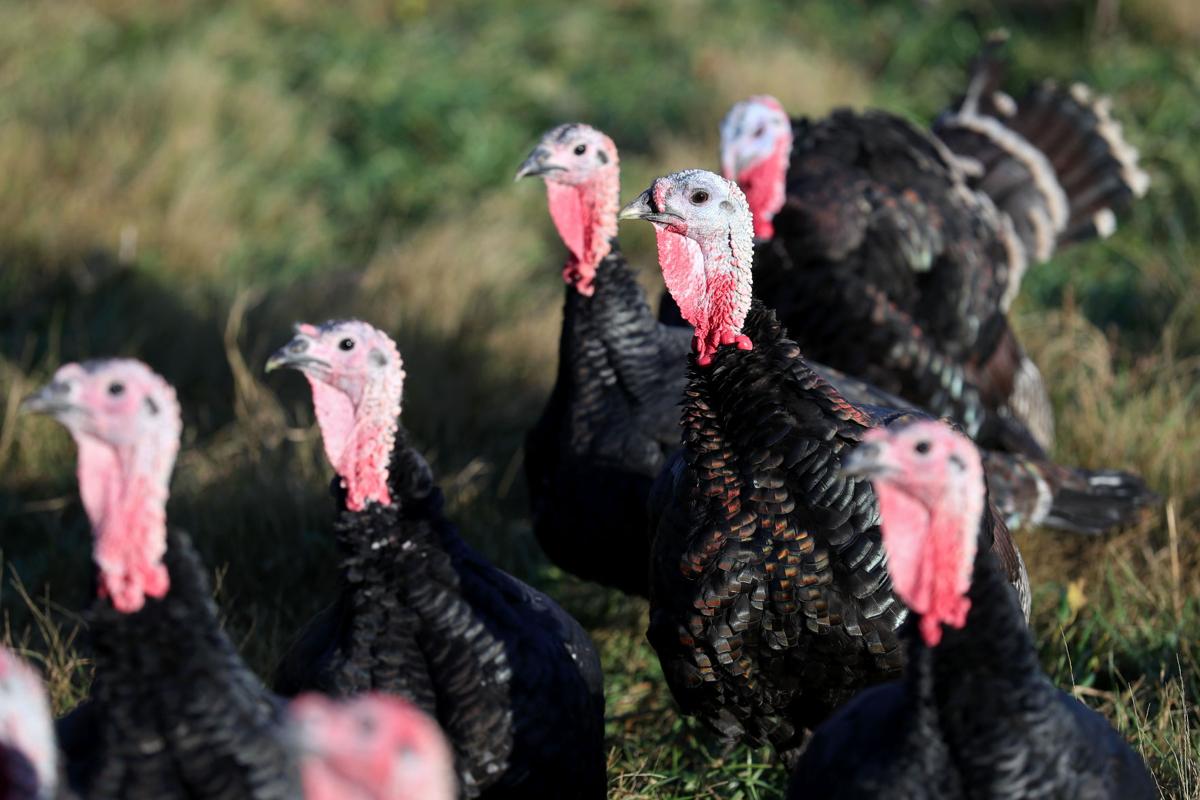 Kelly Bronze turkeys raised in Crozet