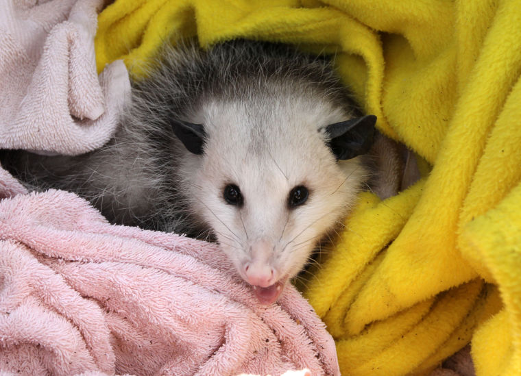 Rockfish Wildlife Sanctuary