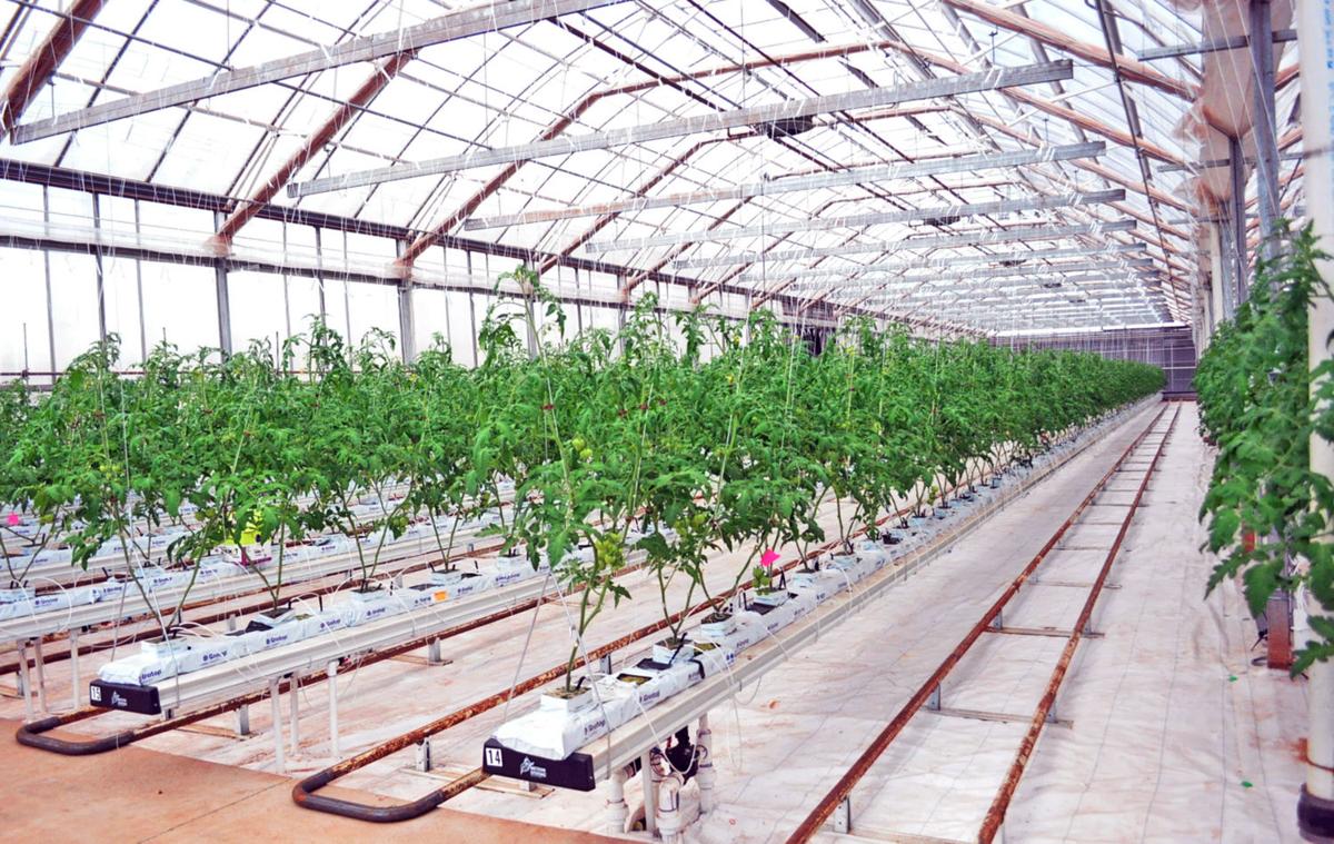 Big Apple Based Bigfarms Growing Greenhouses In Culpeper