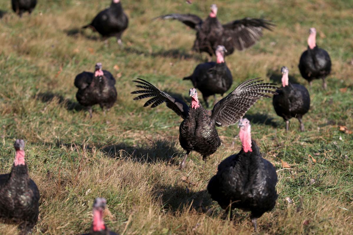 Kelly Bronze turkeys raised in Crozet