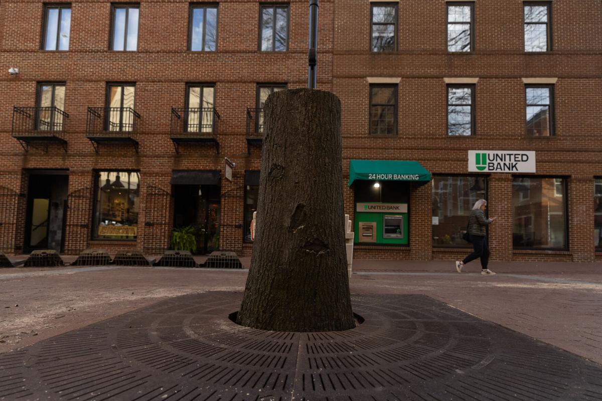 Charlottesville Tree Commission’s Arbor meeting Thursday