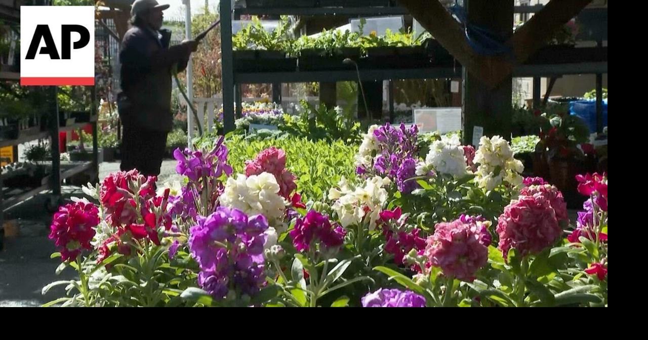 Garden centers try to keep interest up in gardening after peak in pandemic->その他の画像
