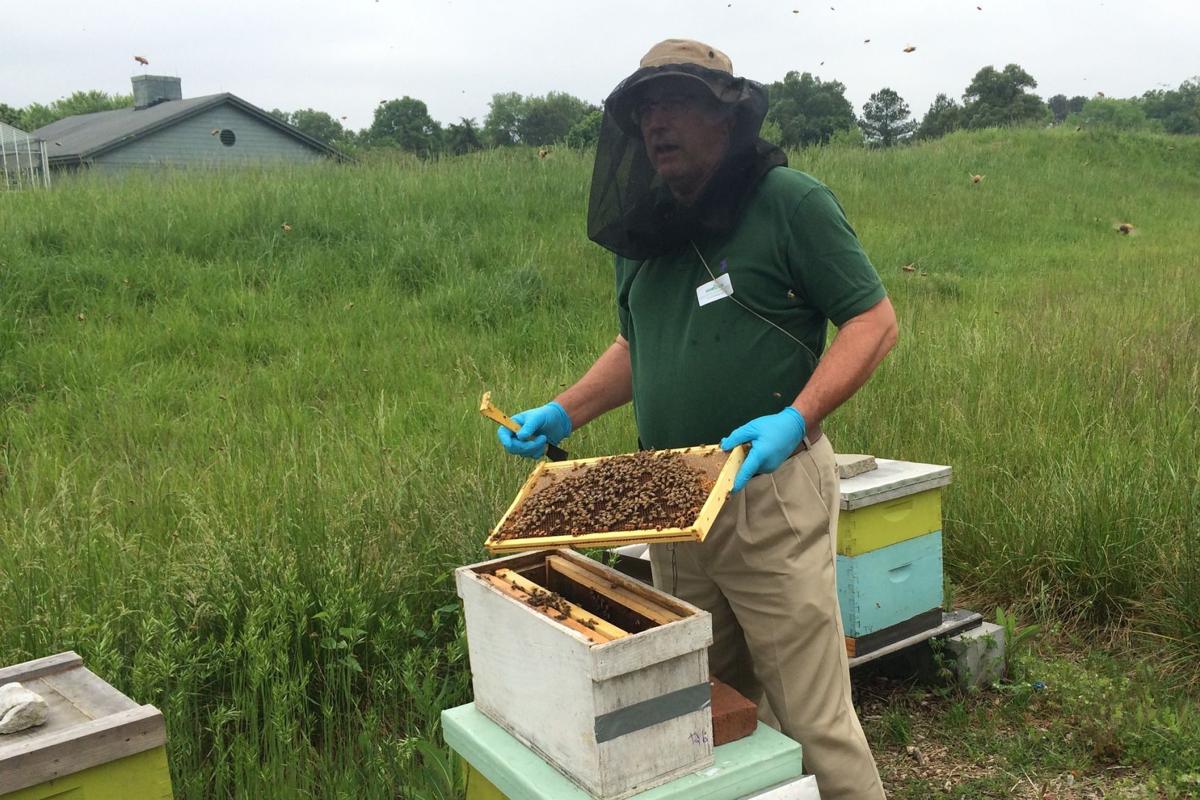 Buzzworthy 'free-bees': Virginia taking applications for ...
