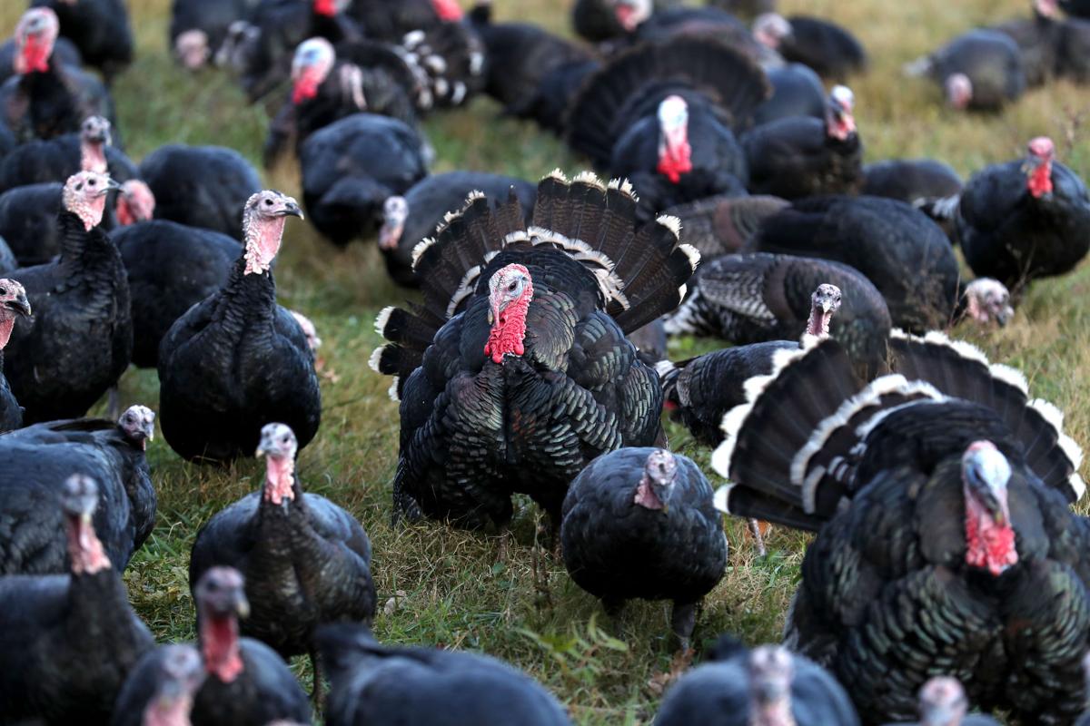 Kelly Bronze turkeys raised in Crozet