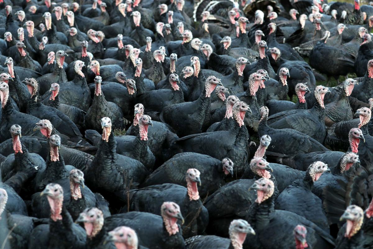 Kelly Bronze turkeys raised in Crozet