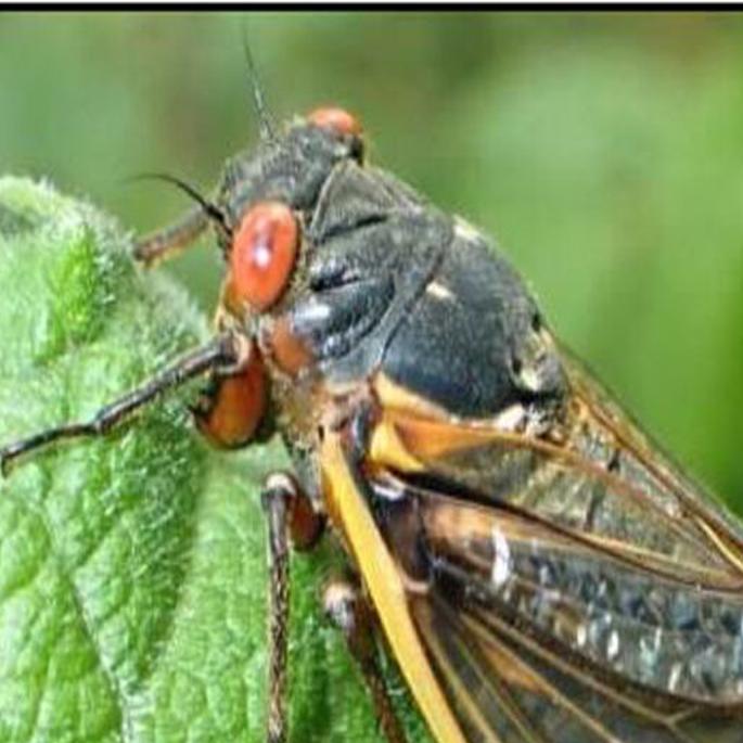 As Covid 19 Subsides Up Next A Plague Of Locusts News Dailyprogress Com