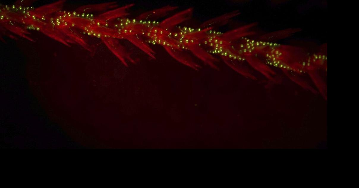 Deep-Sea Corals Glow in the Dark