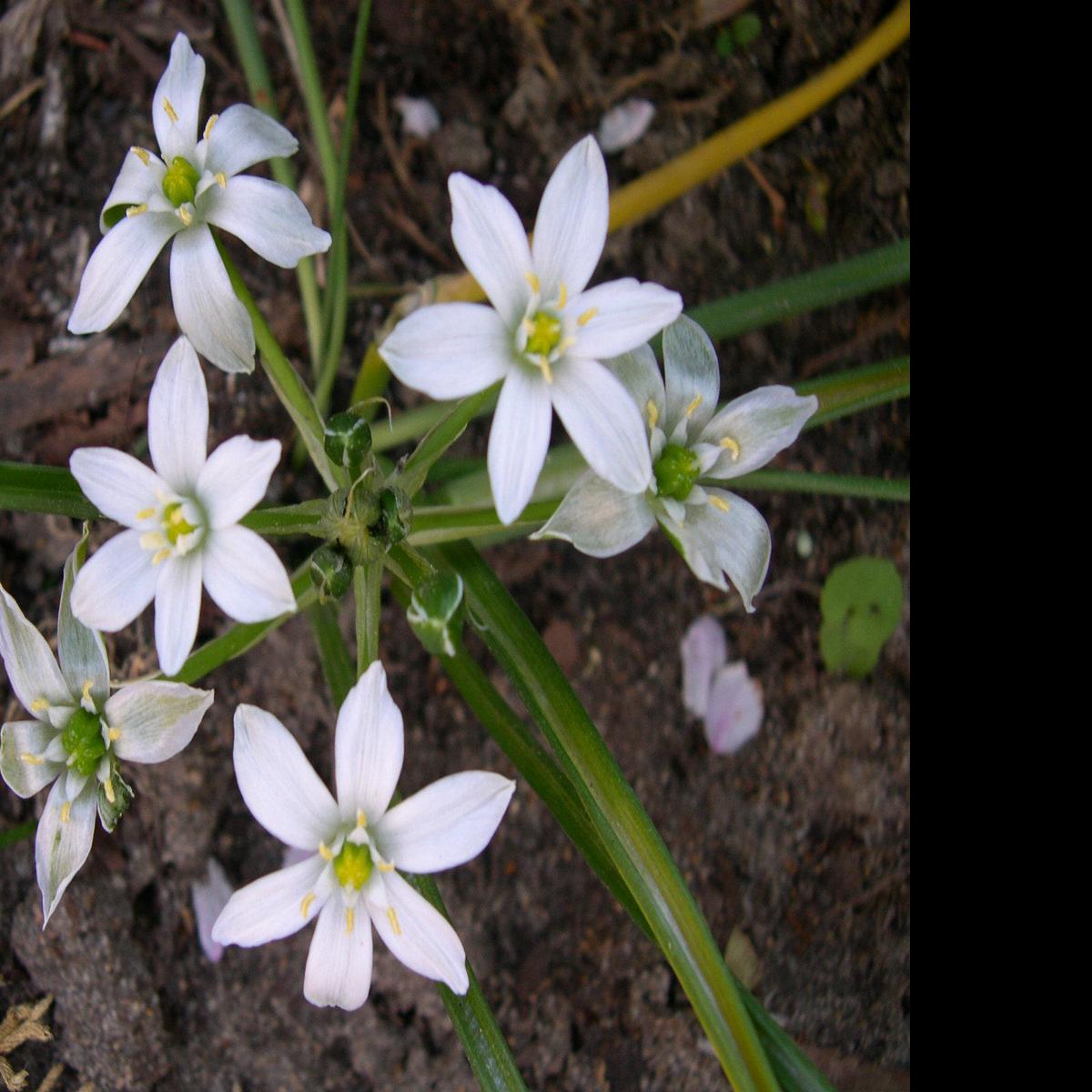 Mystery Plant Don T Let The Popular Name Fool You No Part