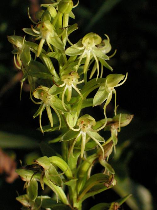 Mystery Plant Wild Orchids Don T Have To Be Showy To Deserve A Closer Look Lifestyles Dailyprogress Com