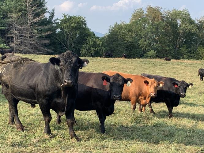 Rapidan Valley Farm