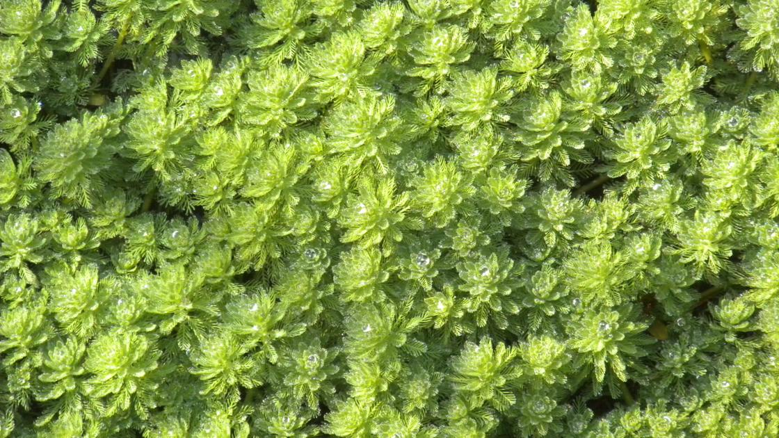 Mystery Plant: Think twice before dumping your aquarium plants | Home & Garden