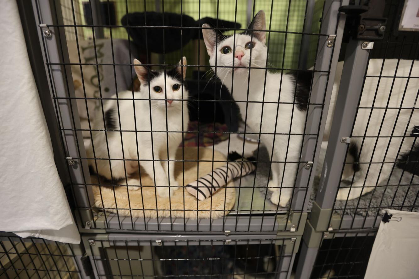 Charlottesville SPCA names new chief