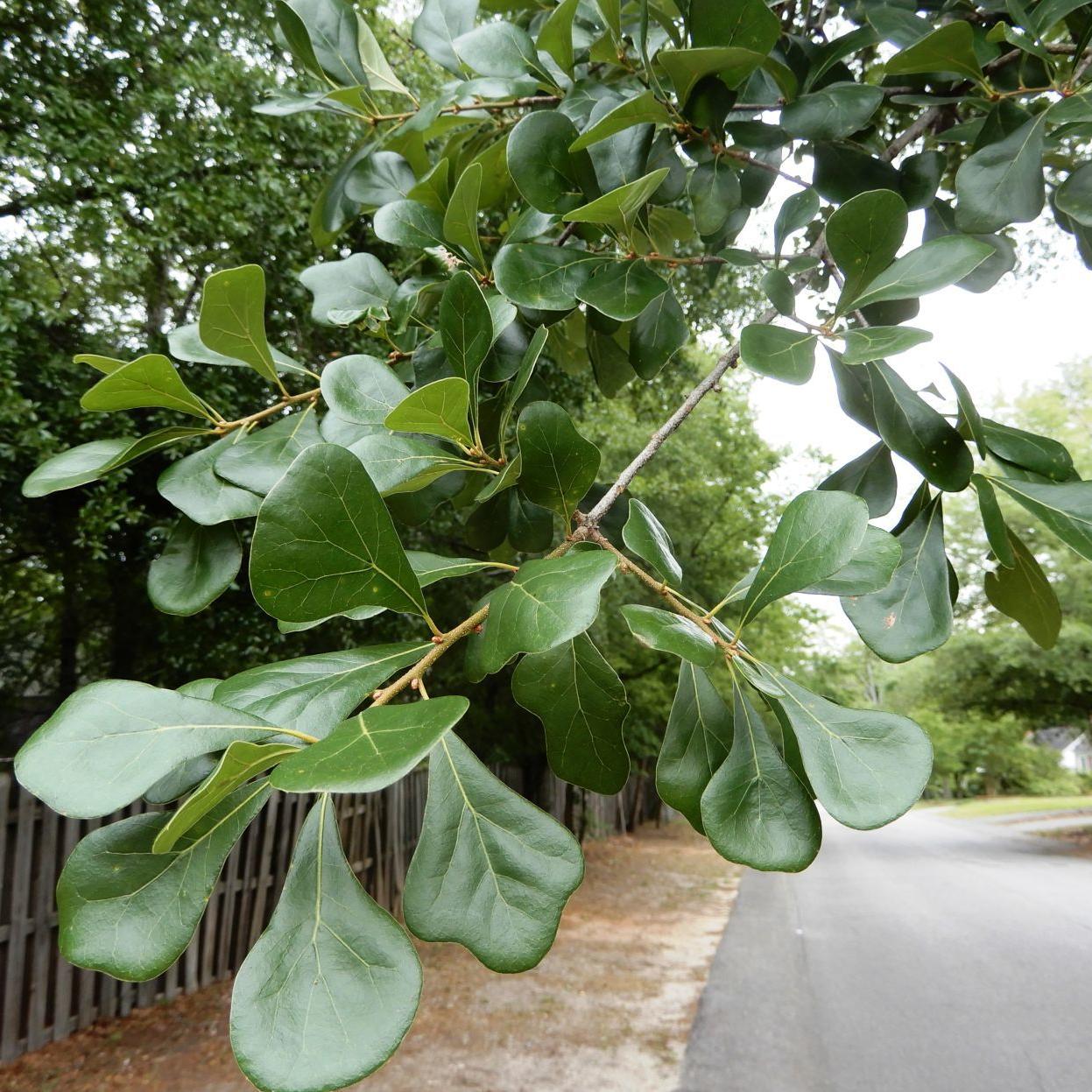 Blackjack Tree Leaves Blackjack Tree Leaves