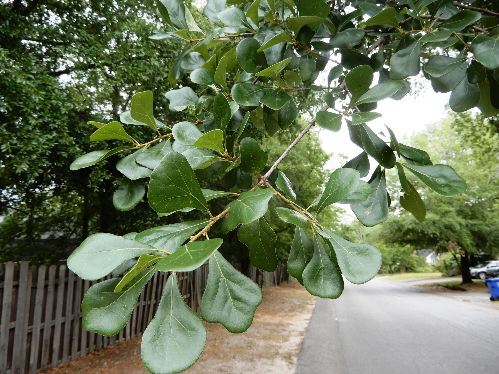 Blackjack oak nc