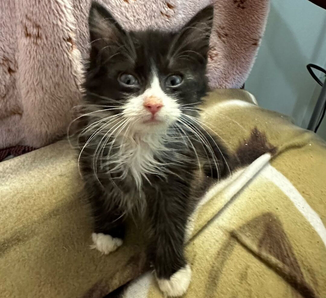 Franklin kitten