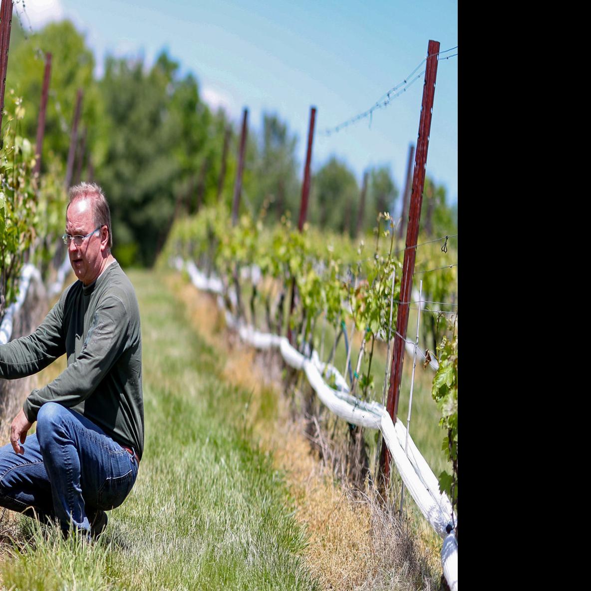 We Got Fried Pretty Hard Area Wineries Worried About Frostbitten Grapes And Vines Local News Dailyprogress Com