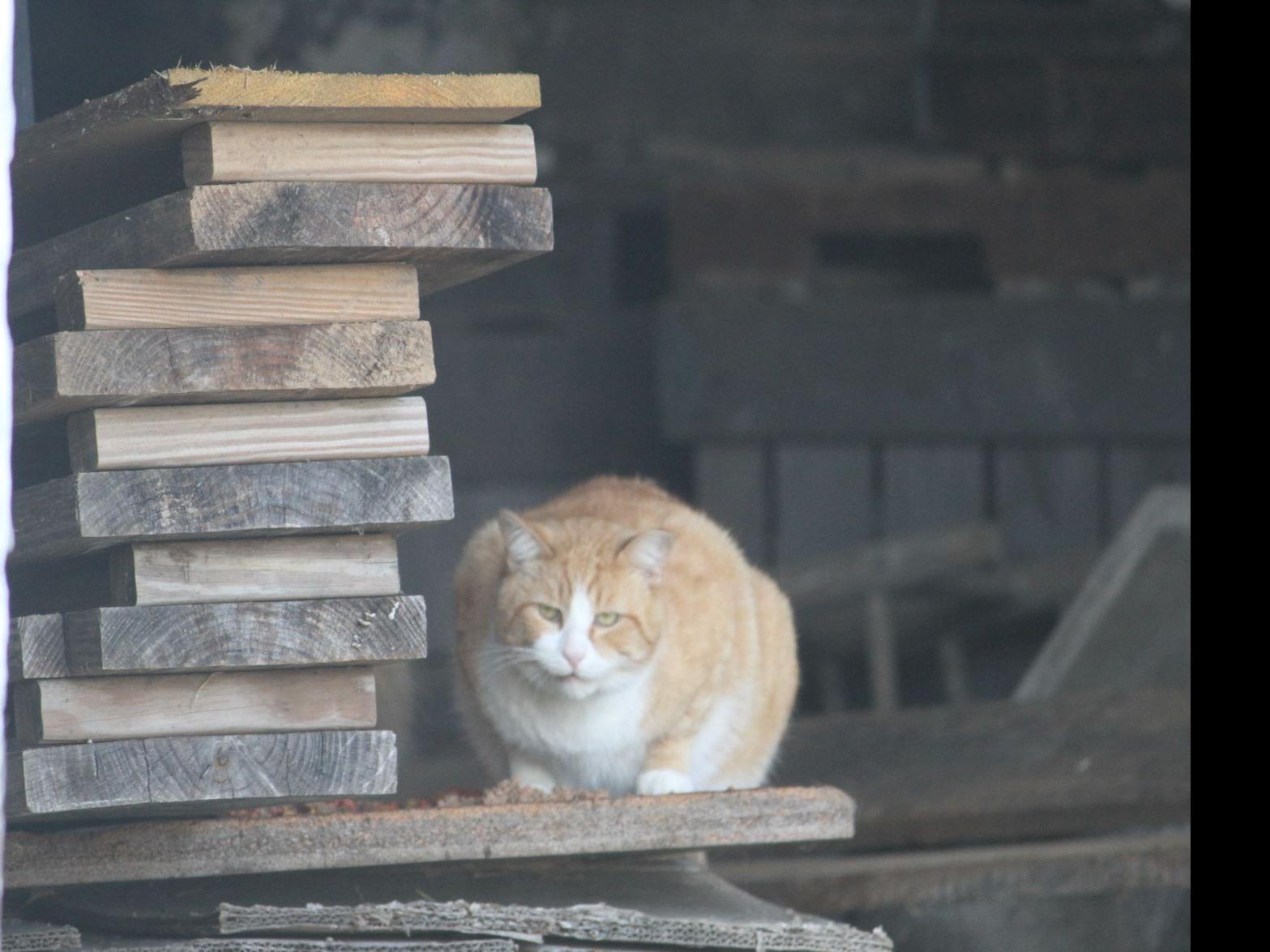 Mad About Cats Lifestyles Dailyprogress Com