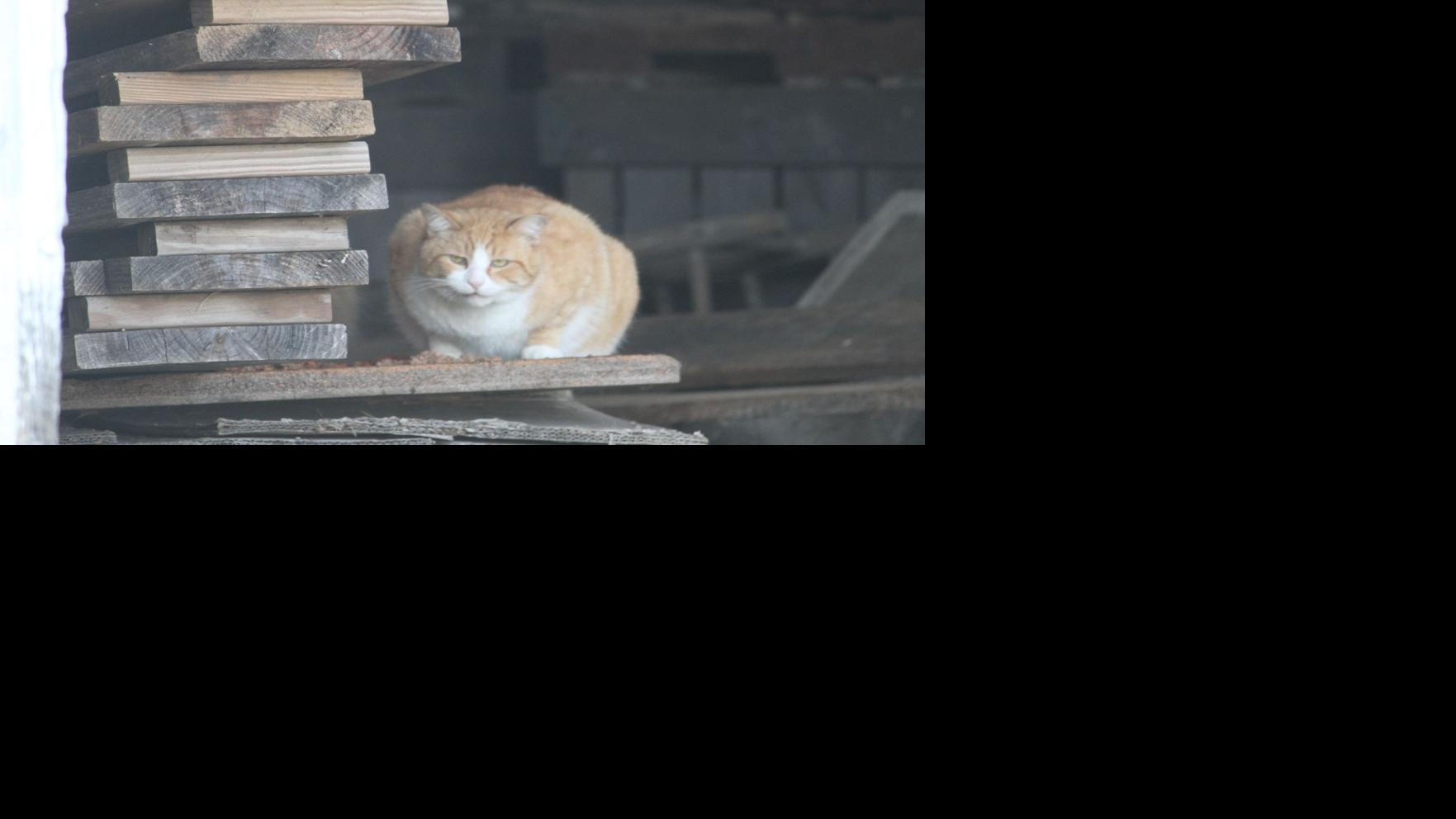 Mad About Cats Lifestyles Dailyprogress Com